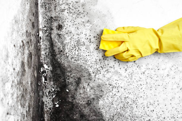Best Industrial Mold Remediation  in Riesel, TX