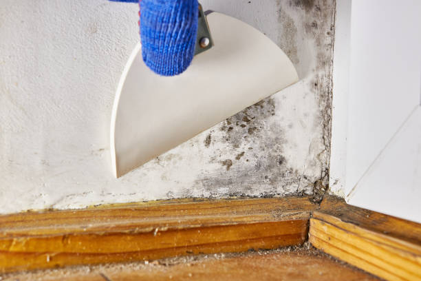 Best Air Quality Testing for Mold Spores  in Riesel, TX